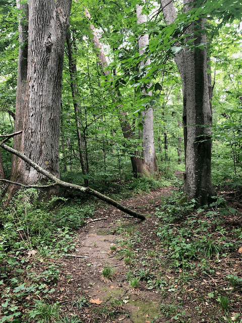 Our Forests