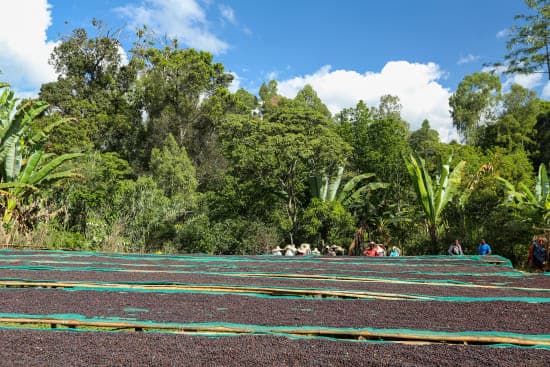 Monthly Microlots